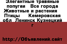 Элегантные травяные попугаи - Все города Животные и растения » Птицы   . Кемеровская обл.,Ленинск-Кузнецкий г.